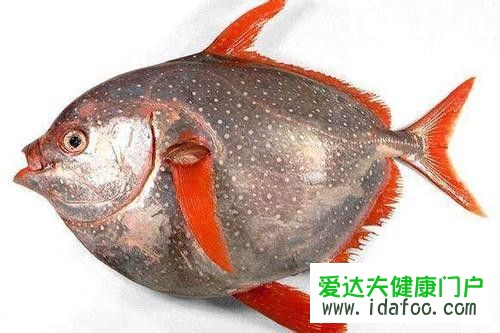 月亮鱼是不是翻车鱼 月亮鱼多少钱一斤