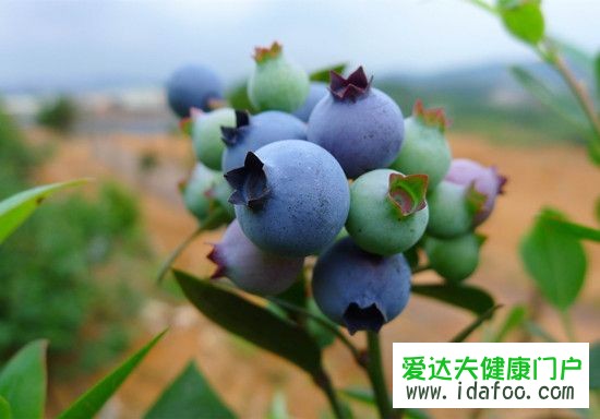 蓝莓是哪里的特产 蓝莓是热带水果吗