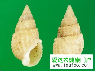 织纹螺和海螺丝区别对比 织纹螺可以吃吗