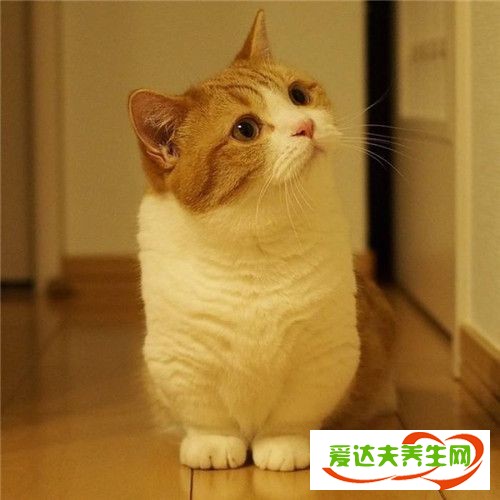 短腿猫是什么品种 曼赤肯猫多少钱一只