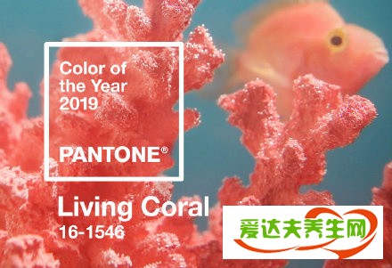 2019年度流行色珊瑚橙到底是什么颜色