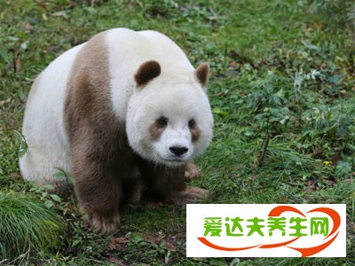 全球唯一棕色熊猫