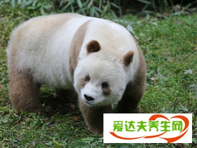 全球唯一棕色熊猫