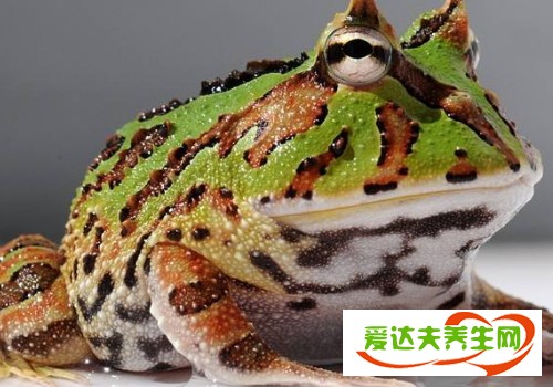 霸王角蛙怎么养 为什么那么贵