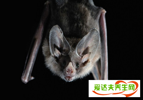 中国有没有吸血蝙蝠 吸人血吗一次吸多少血