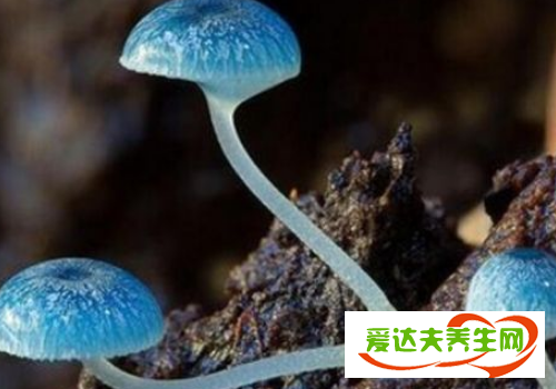 炫蓝蘑菇有毒吗 吃了眼睛会变蓝吗