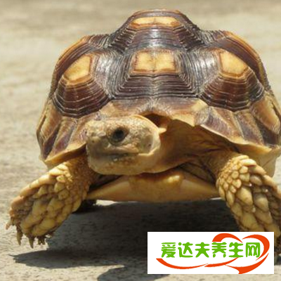 豹纹陆龟吃什么 多少钱一只