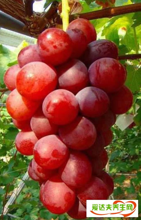 浪漫红宝石葡萄为什么那么贵 多少钱一颗