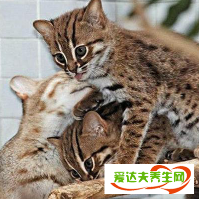 锈斑豹猫可以家养当宠物吗 价格多少钱