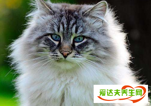 西伯利亚森林猫优缺点 和布偶猫有什么区别