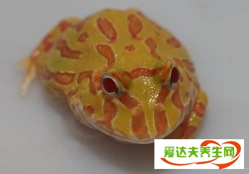 黄金角蛙寿命有多长 有毒吗可以放手上吗