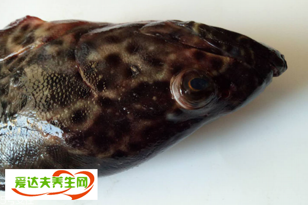 石斑鱼多少钱一斤，红石斑鱼最贵要275元一斤