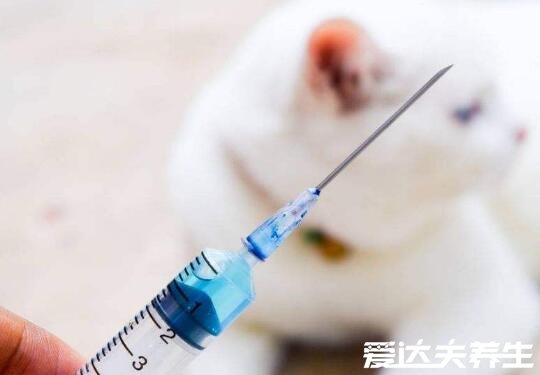 被猫咬千万不要打狂犬疫苗纯属谣言，通过十日观察法才能确定