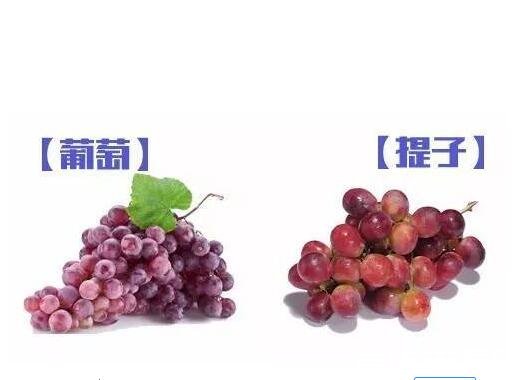提子和葡萄的区别，外观/口感/价格皆不相同(附两者关系分析)