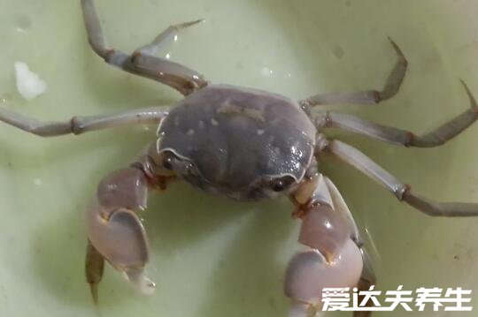 活螃蟹保存10天方法，除了用盆加水还有这3招(强推第4种)