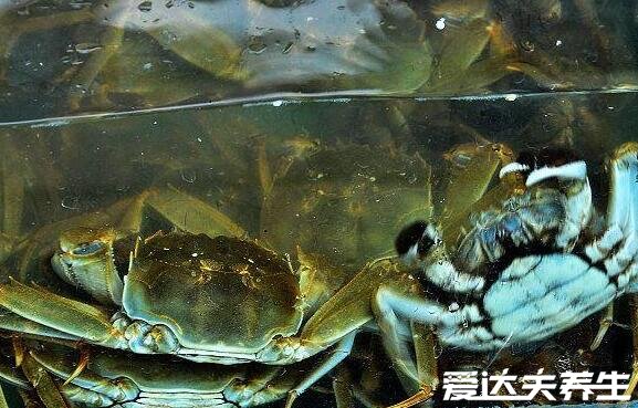 活螃蟹保存10天方法，除了用盆加水还有这3招(强推第4种)