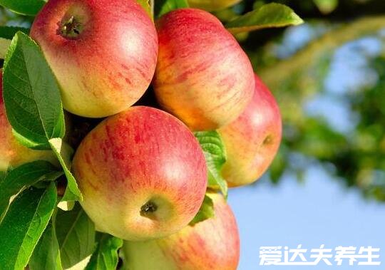 苹果的功效与作用，不仅可以降低胆固醇防止心脏病还能延缓衰老