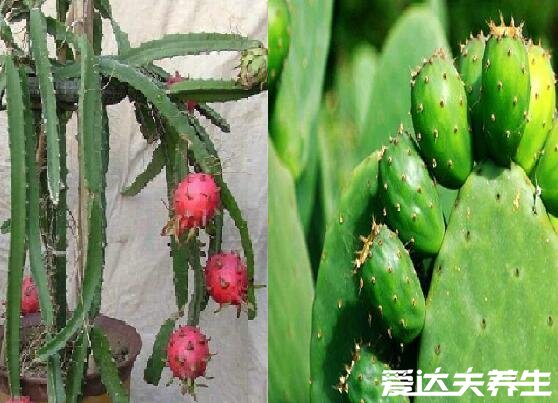 火龙果是仙人掌的果实吗，属近亲但不是同一种植物(附两者对比图)