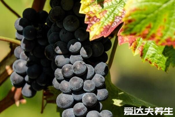 葡萄是热性还是凉性，葡萄属平性而且多吃不上火