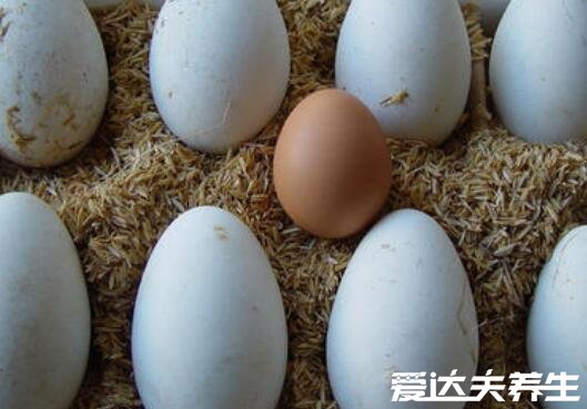 鹅蛋的功效与作用禁忌，能够补血增强记忆力但是也不可多吃