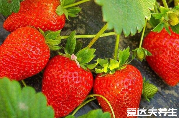 草莓是热性还是凉性，凉性水果体质偏寒的人们要少吃