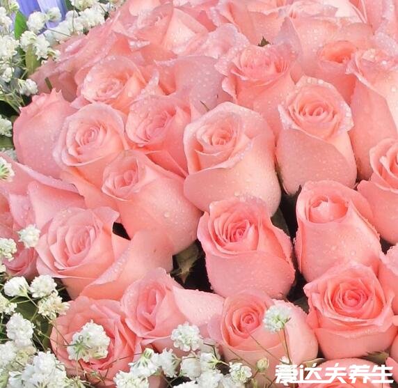 粉玫瑰不能随便送人，因为它代表的是年少的初恋