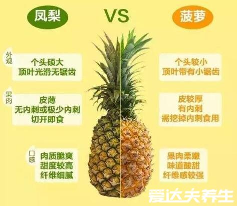 凤梨和菠萝的区别，从外观到味道都不相同但同属一个科目