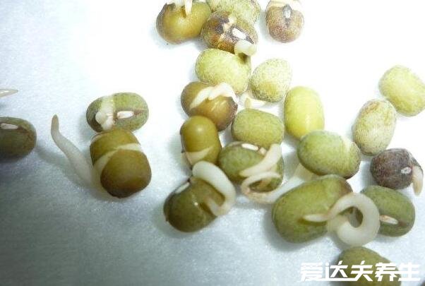 绿豆芽的生长过程记录，最详细发芽观察日记(图文)