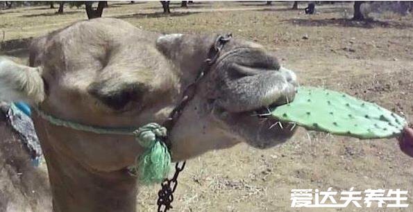 骆驼吃仙人掌不怕刺吗，特殊的口腔结构并不怕刺