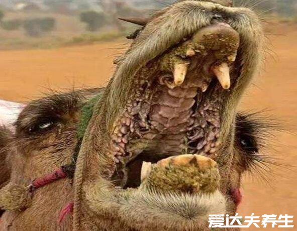 骆驼吃仙人掌不怕刺吗，特殊的口腔结构并不怕刺
