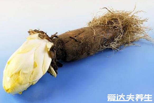 菊苣的功效与作用，能够瘦身排毒保肝利胆(图片)