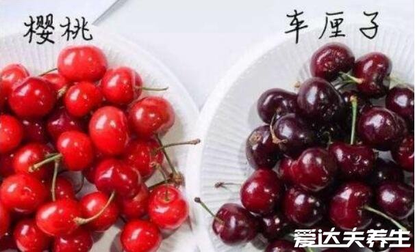 车厘子和樱桃的区别，是同种水果但产地/外观口感/价格/营养价值有区别