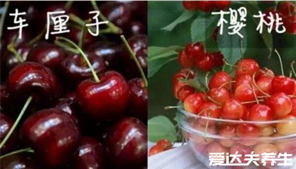 车厘子和樱桃的区别，是同种水果但产地/外观口感/价格/营养价值有区别