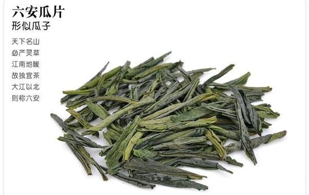  六安瓜片属于什么茶，产地在六安市的绿茶特种茶(附价格及图片)