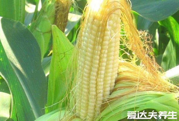 玉米什么时候传入中国的，明代时期从美洲地区引进(附玉米功效)