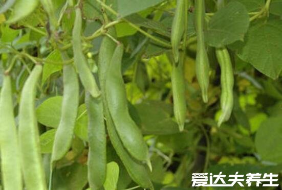 雪豆又叫什么，雪豆的功效与作用禁忌及图片(可食用豌豆)