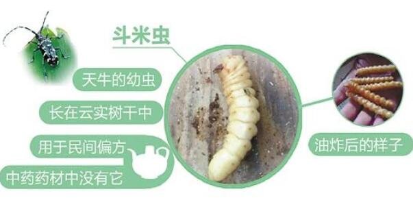 斗米虫的功效与作用，斗米虫的5种食用方法(3大功效)