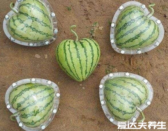 方形西瓜怎么种出来的，幼果期套模具长成固定形状(图片)
