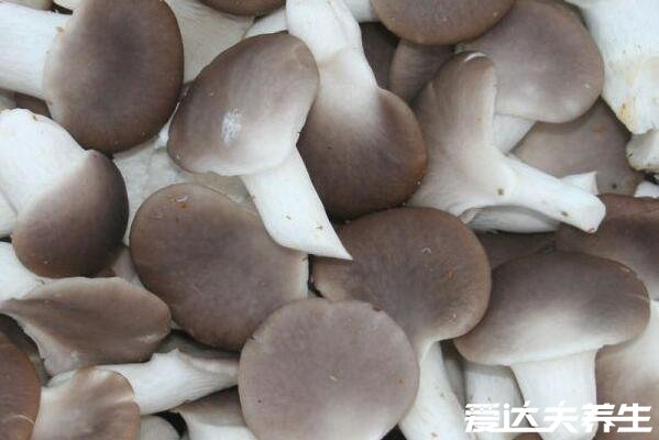 凤尾菇和平菇的区别，凤尾菇的功效与作用及禁忌