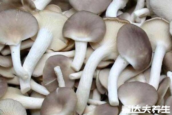 凤尾菇和平菇的区别，凤尾菇的功效与作用及禁忌