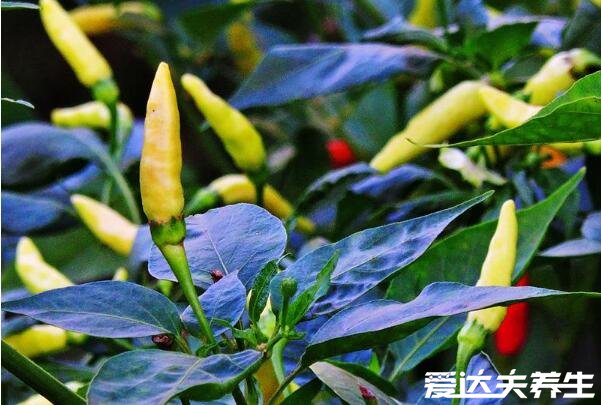 野山椒是什么辣椒，是对辣椒果实朝上生长的统称(图片)