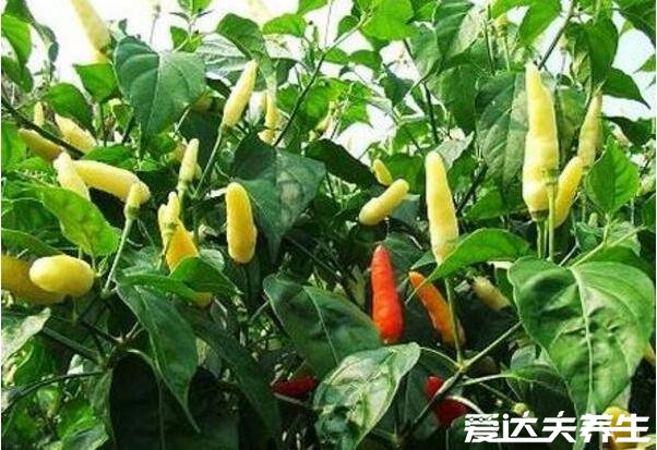 野山椒是什么辣椒，是对辣椒果实朝上生长的统称(图片)