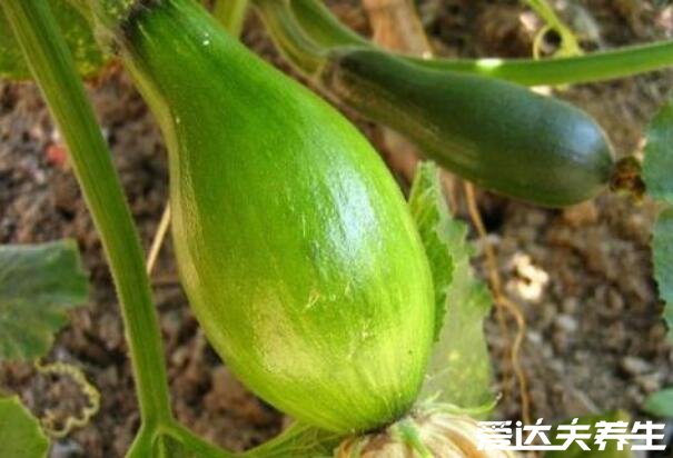 方瓜的营养价值和功效与作用，润肠通便/补充能量/增强抵抗力(图片)