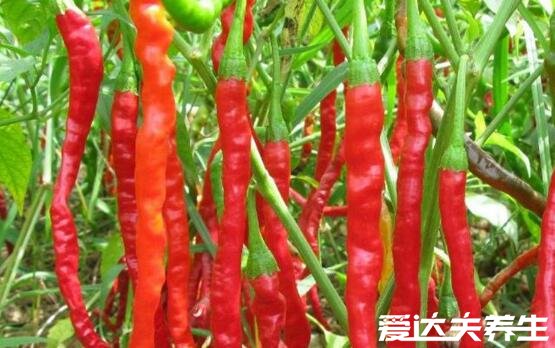 秦椒图片及与普通辣椒的区别，外形不同/味道更辣肠胃疾病者勿食