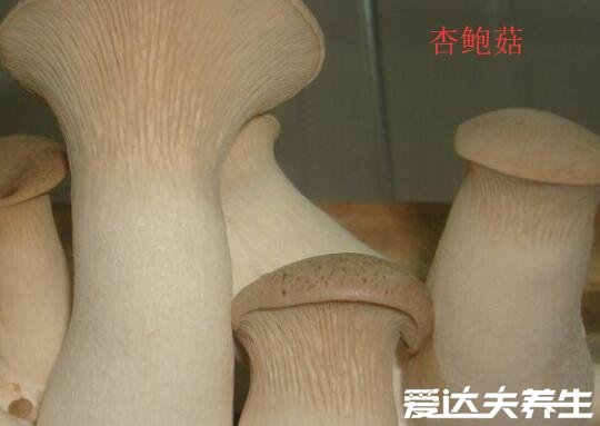 鸡腿菇和杏鲍菇的区别，不论外形还是口感皆不相同(鸡腿菇图片)