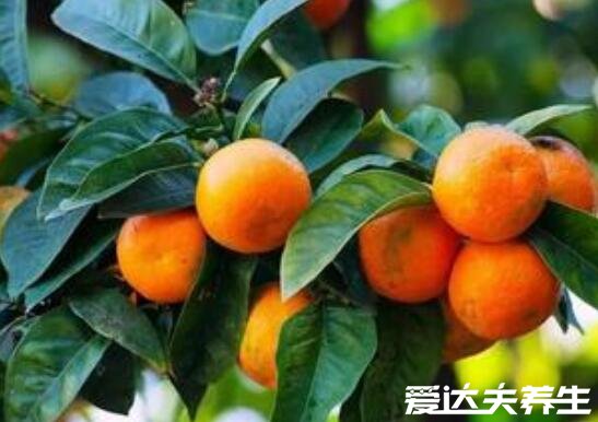 橘子的功效与作用及好处，不仅可以美容养颜还能预防心血管疾病