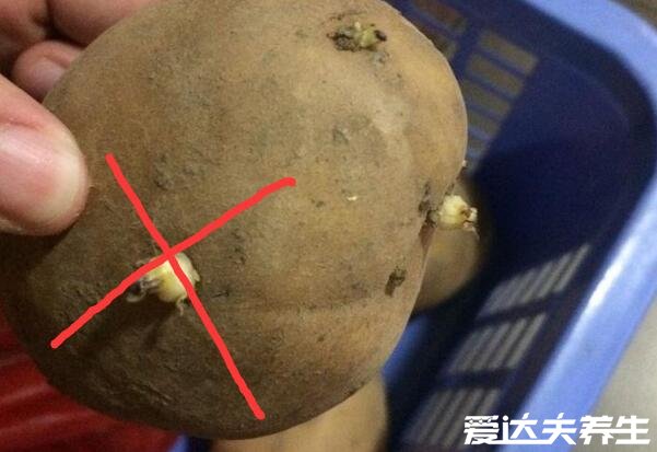 土豆长了一点点小芽可以吃吗，处理干净后可以少量食用
