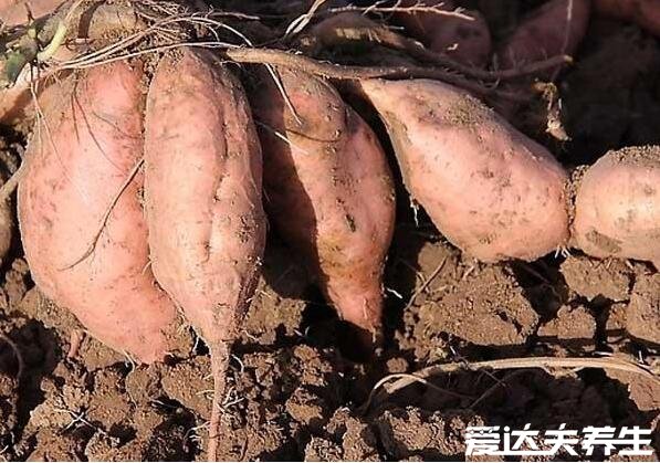 甘薯是什么，薯蓣属草质藤本的地下块茎又叫红薯和地瓜(图片)
