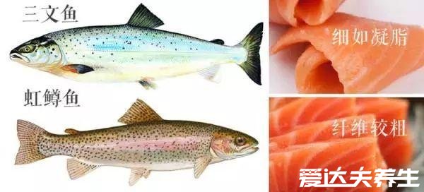 虹鳟鱼和三文鱼的区别，虹鳟鱼有明显彩色肉质偏红且松散(图片)