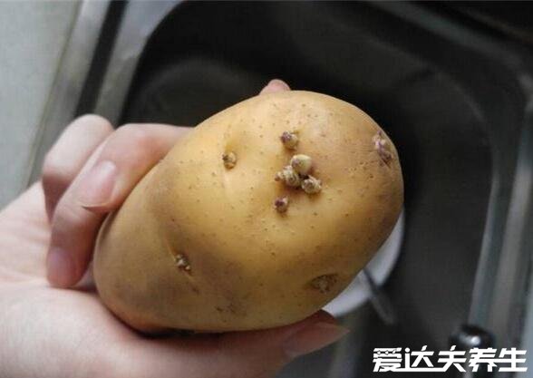 发芽的土豆还能吃吗，刚发一点小芽都可以吃但要处理干净